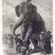 Illustration for article titled Elephants Were Once Used As Executioners